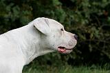 DOGUE ARGENTIN 455
